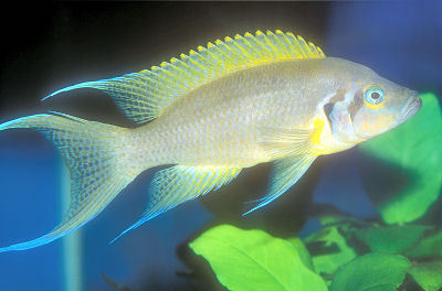 Fish Daffodil Cichlid