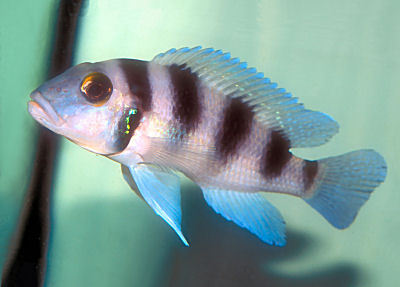 Fish Five-Bar Cichlid