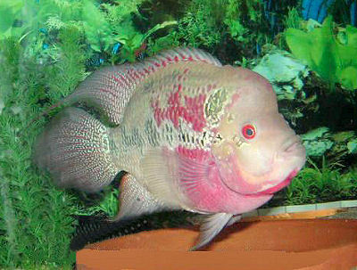 Fish Flowerhorn Cichlid