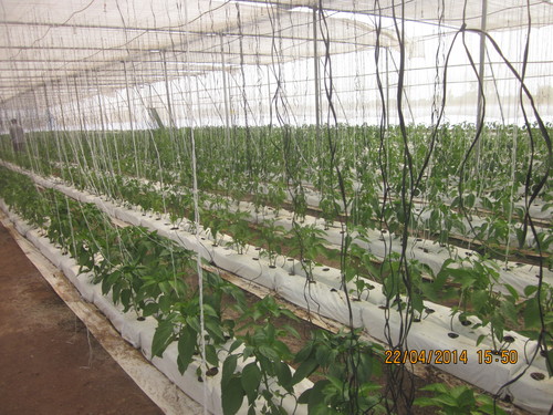 Hydroponic System