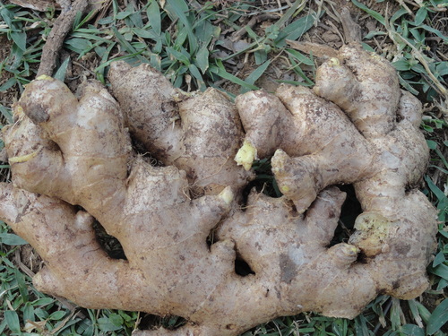 Ginger