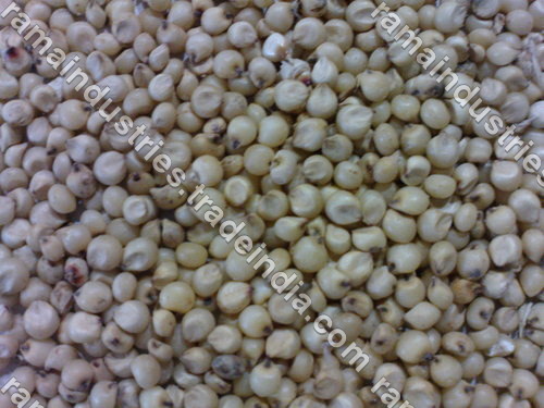 White Sorghum