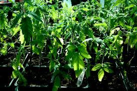 Vegetables and flowers seedings