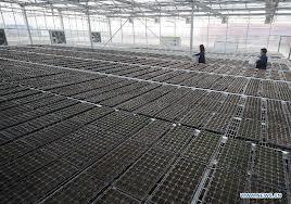 Seeding Nursery
