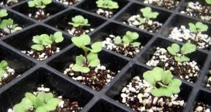 Vegetables and flowers seedings