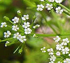 Ajowan Oil