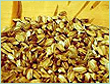 Angelica Root Oil