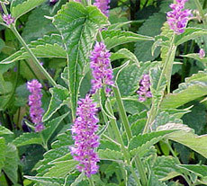 Anise Oil