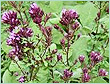 Basil Egypt Oil - Steam Distilled Ocimum basilicum, CAS 8015-73-4 | Pure Essential Oil, High Linalool, Aromatherapy, Pharmaceutical Grade