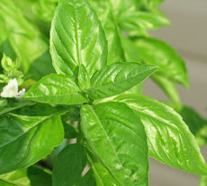 Basil Oil - Ocimum Basilicum, Steam Distilled, Green, Watery Viscosity | Antibacterial, Antidepressant, Therapeutic, Versatile Uses