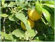 Bergamot Italy Oil