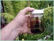 Birch Oil