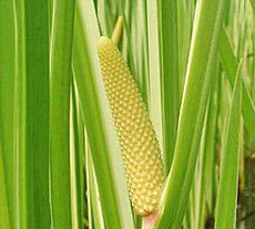 Calamus Oil