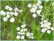 Caraway Egypt Oil