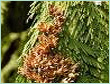 Cedar Leaf Oil
