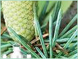 Atlas Cedarwood Oil