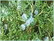 Cedarwood China Oil