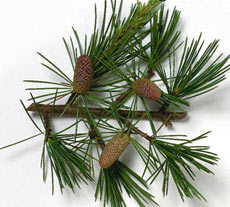 Cedarwood Oil
