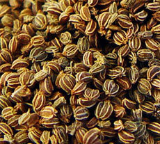 Celery Seed Oil