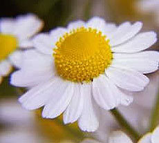 Chamomile Oil