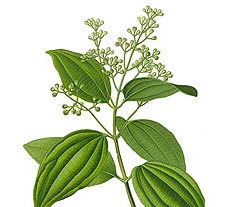 Cinnamon Oils