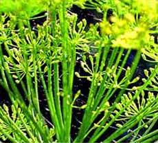 Dill Seed Essential Oil