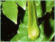Elemi Oil