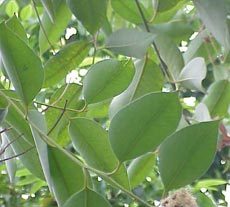 Eucalyptus Oil