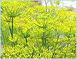 Fennel Bitter Spain Oil