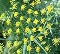 Fennel Oil 