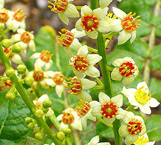 Frankincense oil