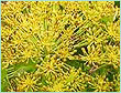 Galbanum Oil