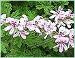 Geranium China Oil