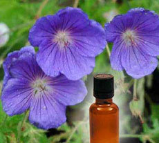 Geranium Oil