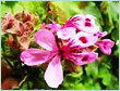 Gerenium Egypt Oil - Pink, 10ml Glass Bottle | Pure Steam Distilled Geranium Extract, Aromatic Floral Scent, Therapeutic Skin Benefits