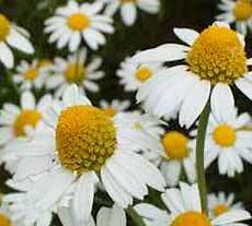 German Chamomile Oil