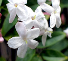 Jasmine Grandiflorum Absolute