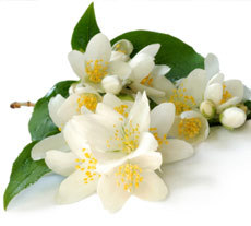 Jasmine Oil 