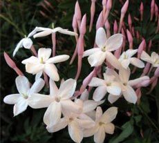 Jasmine Perfume Oil