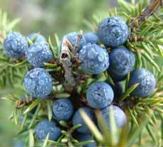 Juniper Berry Oil