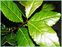 Laurel Essential Oil