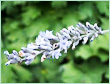 Lavender oil