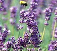 Lavender Bulgarian Oils