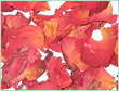 China Lavender Oil