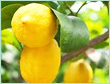 Lemon Oil