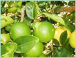 Lime Oil