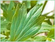 Lovage Essential Oil