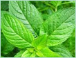 mentha piperita oil