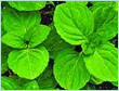mentha usa oil
