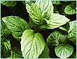 mentha usa